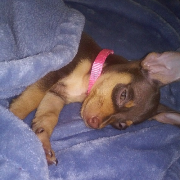 🙋🏻♂️🤱🏻Meet your posher‘s family,🐕🦺🙋🏻♀️ - Picture 7 of 16